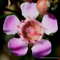 Chamelaucium Uncinatum